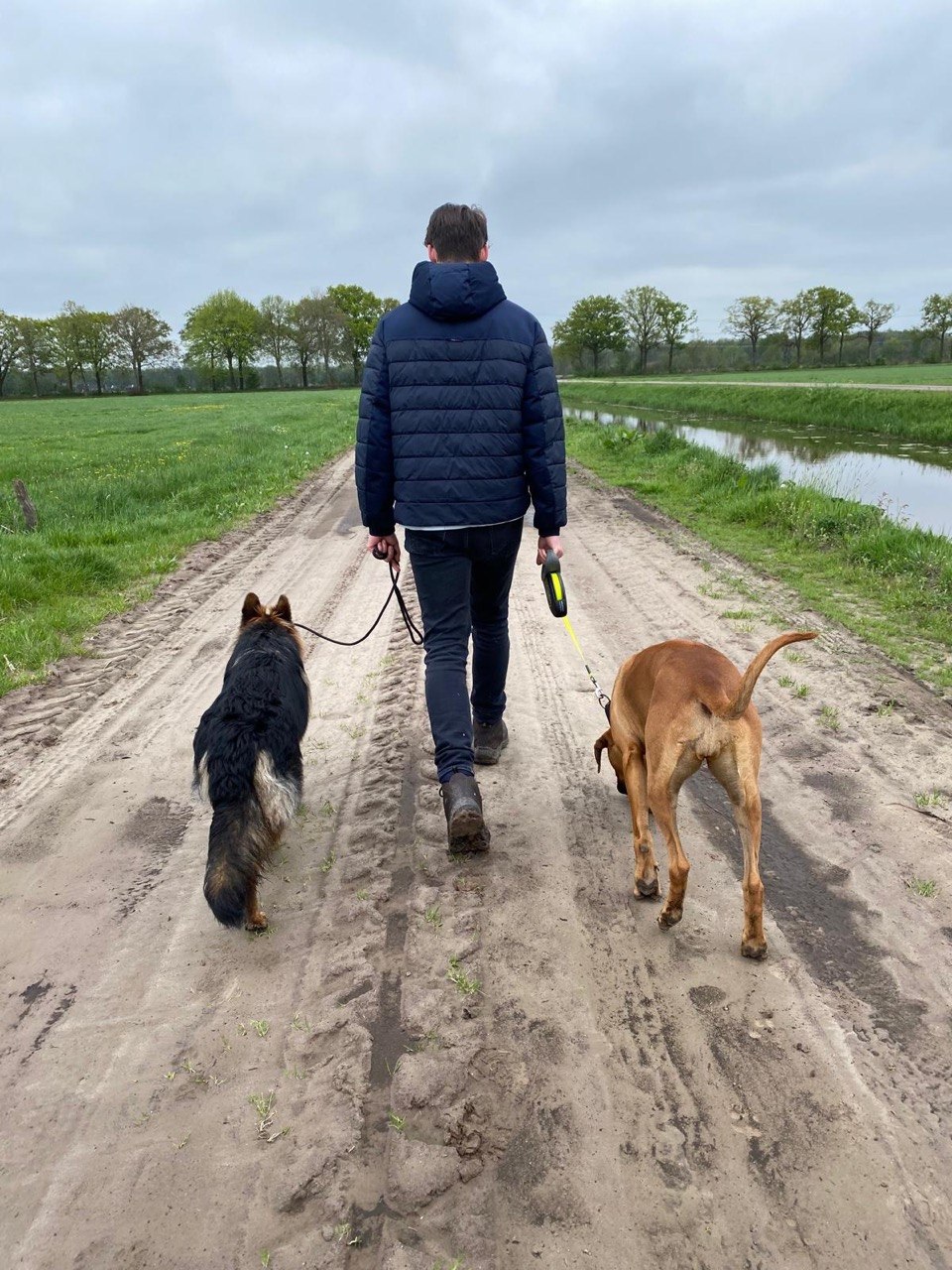 Ik wandel ontspannen met mijn Rhodesian Ridgeback Nailah en Duitse herder Senna aan een losse lijn
